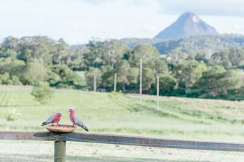 Blackwattle Farm B&B And Farm Stay - Accommodation NT 42