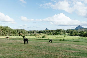 Blackwattle Farm B&B And Farm Stay - Accommodation NT 43