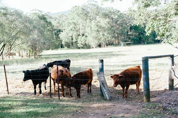 Blackwattle Farm B&B And Farm Stay - Accommodation NT 44