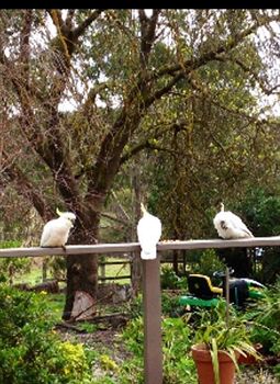 Wonga Park VIC Accommodation NT