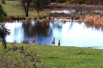 Australian Home Away @ Wonga Park Brushy Creek - Accommodation NT 8