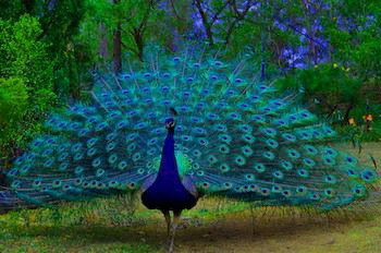 Ferndale - Accommodation NT 7