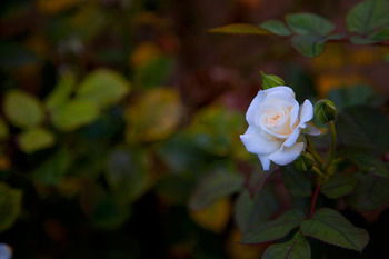 Carlton Terrace - Accommodation NT 21