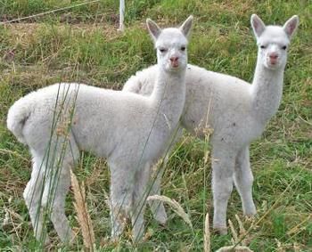 Valley Farm Vineyard Cottages - Accommodation NT 2