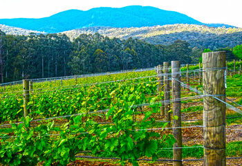 Valley Farm Vineyard Cottages - Accommodation NT 10