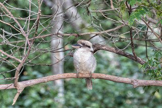 Pencil Creek Cottages - Accommodation NT 10