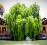 Perricoota Vines Retreat Echuca Moama - Accommodation NT