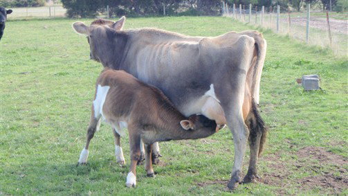 Diggers Rest VIC Accommodation NT
