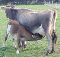 Animal Land - Accommodation NT
