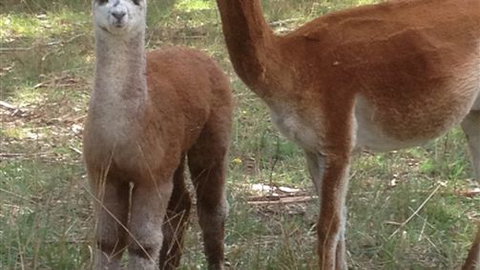 Chestnut Springs - Accommodation NT 6