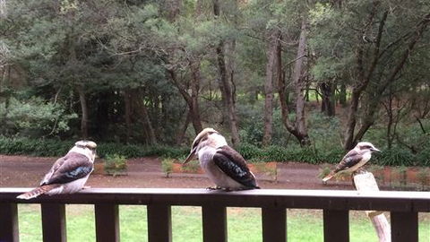 Wildwood Retreat - Accommodation NT 1