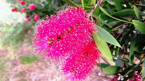 Sweetwater Stays Rural Retreat - Accommodation NT 4