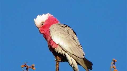 Sweetwater Stays Rural Retreat - Accommodation NT 5