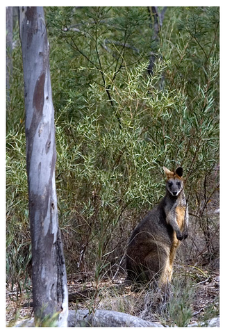 Alivio Tourist Park Canberra - Accommodation NT 12