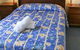 Aussie Resort - thumb 1