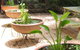 Burwood Bed & Breakfast - thumb 3