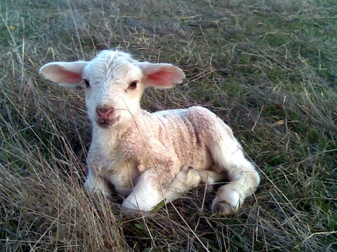 Glendara Cottage - Accommodation NT 1