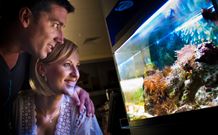 BIG4 Northstar Holiday Resort And Caravan Park - Accommodation NT 4