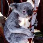 Wave Rock Hotel Motel - Accommodation NT 5