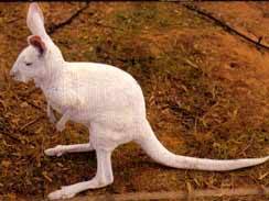 Wave Rock Hotel Motel - Accommodation NT 6