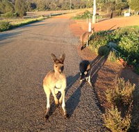 Bindoons Windmill Farm