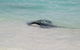 Hamelin Bay Holiday Park - thumb 1