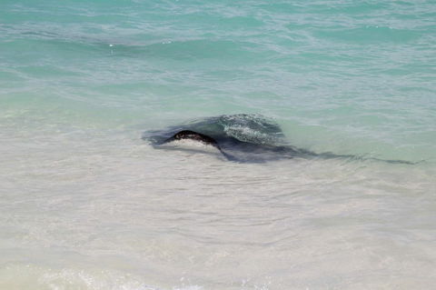 Hamelin Bay Holiday Park - Accommodation NT 1