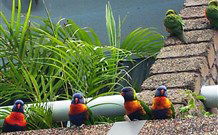 Aquajet Motel - Coffs Harbour - Accommodation NT 4