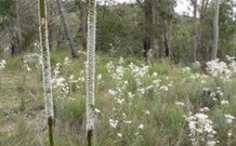 Wildwood Guesthouse - Accommodation NT 5