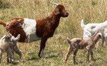 Wildwood Guesthouse - Accommodation NT 6