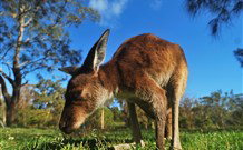 Mount Seaview Resort - Accommodation NT 4