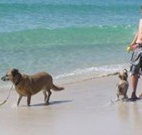 A Paradise Bungalow Waterfront - Accommodation NT