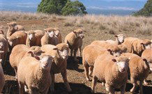 Dairy Flat Farm Holiday - Accommodation NT 3