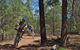 Back Yamma State Forest - thumb 1