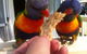 Eden Beachfront Holiday Park - thumb 7
