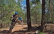 Back Yamma State Forest - thumb 0