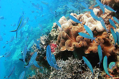 Ocean Free And Ocean Freedom - Cairns Premier Reef And Island Tours - Accommodation NT 2