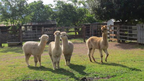 Wedge-tail Loft - Accommodation NT 2