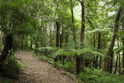 The Jungle Lodge, Blue Mountains Botanic Gardens - Accommodation NT 7