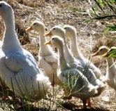 Duck Duck Goose Bed and Breakfast - Accommodation NT