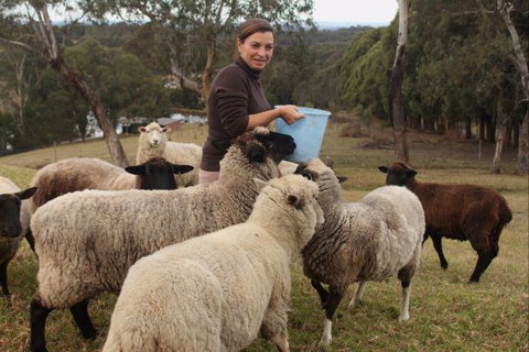 Blueberry Hills On Comleroy - Accommodation NT 7