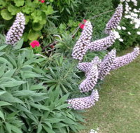 Padthaway Caravan Park - Accommodation NT