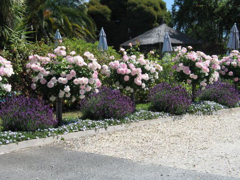 Golden Chain Wine Village Motor Inn - Accommodation NT 4