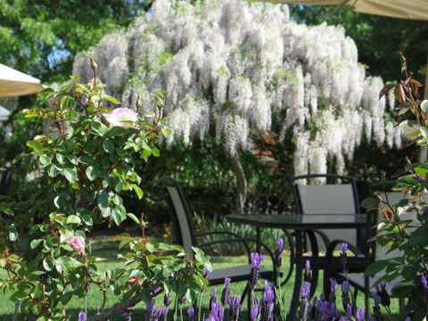 Golden Chain Wine Village Motor Inn - Accommodation NT 5