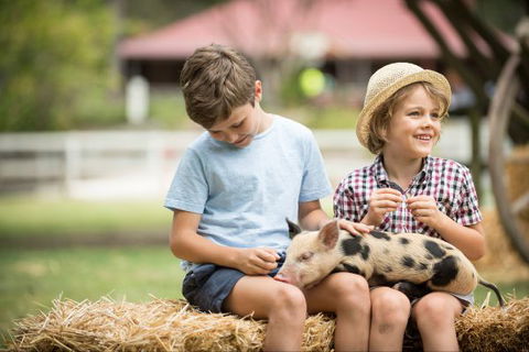 Paradise Country Farmstay - Accommodation NT 8