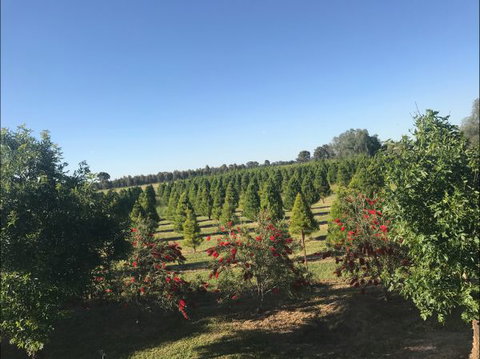 Rutherglen Christmas Trees Farm Stay - Accommodation NT 0