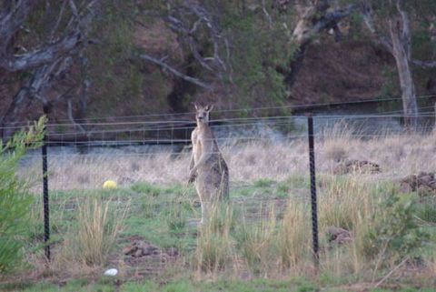 Yalooka Farm - Accommodation NT 9