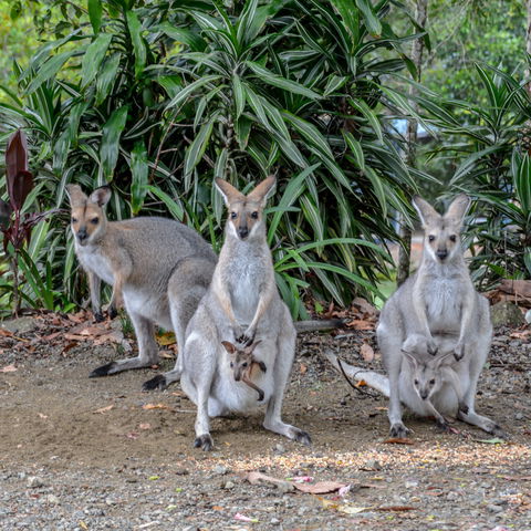 Maleny Country Cottages - Accommodation NT 9
