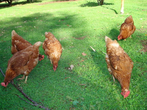 Margaret River Chalets - NT Tourism 3