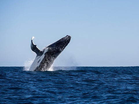 Sal Salis Ningaloo Reef - Accommodation NT 2